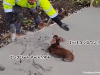 犬アートつくったろ。固まる前のセメントに犬が飛び込んできてご満悦