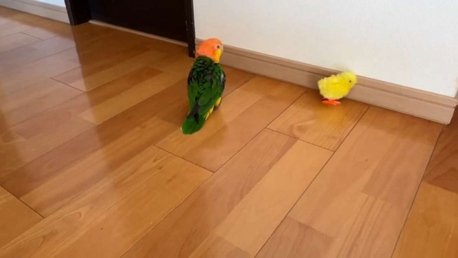 インコ「あれ！？」