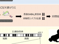 東大研究グループが自閉症の原因の遺伝子を特定