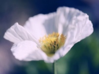 ポピーの花が「実は危険」である理由