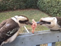 絶対に譲らねぇ！一切れの肉を巡る二羽のカワセミの微動だにしないニラミ合いがシュールすぎるｗｗｗ