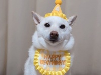 記念写真を撮ろうと向けられたカメラにガッチガチ！緊張しちゃったワンちゃんのお顔とは？