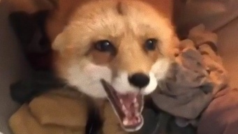 乾燥機の中にいるのは誰だ？乾燥機の中でぬくぬくしっぽりしているペットのキツネが発見されたよ