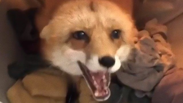 乾燥機の中にいるのは誰だ？乾燥機の中でぬくぬくしっぽりしているペットのキツネが発見されたよ