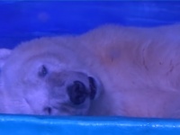 「世界一悲しいホッキョクグマ」に英国の動物園が引き取りを申し出る