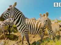 逃げて～！獰猛なワニやカバを振り切りながら勇敢に進む、シマウマの子どもたちの危険な川渡り