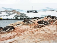 ペンギンたちに囲まれながらお仕事がしたい？南極の基地の郵便局で働く人を募集中