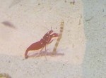 ニシキアナゴに抱きつきたいシロホシアカモエビ。そのラストが切なすぎる…
