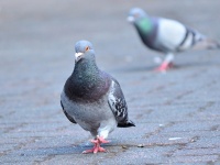 Toshihiro Gamoさん撮影、Flickrより