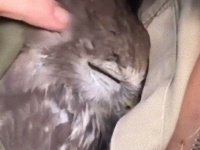 ドキドキの猛禽力。お姉さんがジャケットの中を見せたら、そこにいたのは可憐なフクロウ