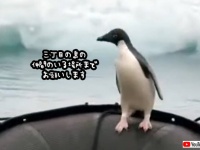 「あの島までお願いします」人間のボートをタクシー代わりに使うペンギン