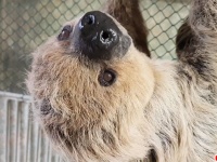 推定年齢50歳。ドイツの動物園にいるナマケモノが世界最高齢としてギネス記録に認定される