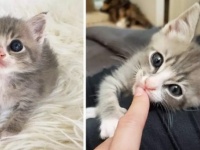 誰かに抱っこして欲しくて...保護された野良の子猫、甘えん坊が炸裂。すぐに永遠の家を見つける（アメリカ）