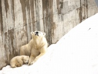 画像は2009年に撮影された円山動物園のホッキョクグマとその赤ちゃん（takako tominagaさん撮影、Flickrより）さん撮影、Flickrより）