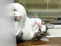 愛猫を呼んだら出てきた〝ドヤ顔〟に3.9万人爆笑　まるで「車の下から出てくる整備士」です