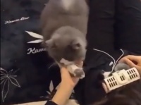 猫から強い信頼を得ている飼い主。生まれたばかりの我が子を全部預けてくれる