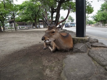 「鹿トドン」（画像はイメージ、kagawa_ymgさん撮影。flickrより）