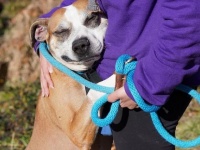 人間を信じていいんだ。捨て置かれていた犬が保護され、全ての人にギュッと抱き着いて愛情を示すまでの物語（アメリカ）
