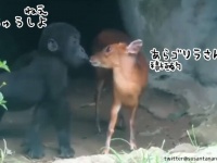 ディズニーの世界かな。幼いゴリラと子鹿がちゅう、君とちゅう
