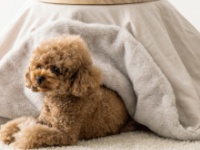 3COINSの公式サイトより