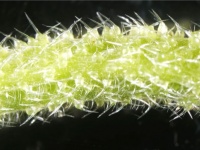 触れただけで地獄の痛み、猛毒植物「ギンピ・ギンピ」からまったく新しい神経毒を発見（オーストラリア）