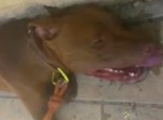 炎天下のなか車に閉じ込められた一匹の犬… 　男たちよ、あの子を救え！