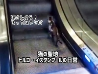 大丈夫、トルコならね。猫がエスカレーターを逆行して困っている編