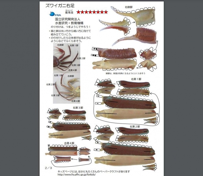右足だけでも大変そうなズワイガニ（画像は水産研究・教育機構公式ウェブサイトより）