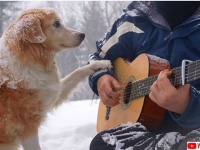 雪上で飼い主が弾くギターの音色をじっと聞いている犬たちのやさしい世界