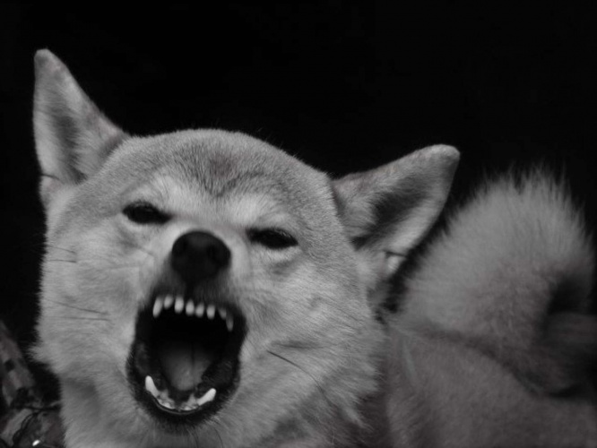 夜なのに犬が...(画像はイメージ)