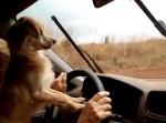 車の運転中にワイパーを追いかけるワンコが可愛い♪