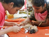Animal Aid～頭を打って動かない子犬を保護。生死の境をさまよう子犬に奇跡が起こった…！