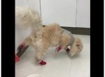 履かされたクツが気になる猫ちゃん「うまく歩けないにゃ・・・」