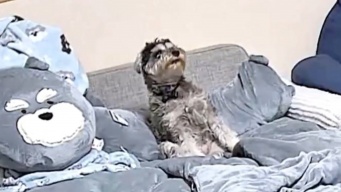 飼い主さんの帰りを待つ姿が可愛すぎる♪見守りカメラで撮影されたワンちゃんが話題