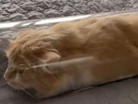 猫、流動液体の術を使いガラスの筒に潜入。謎の細長い物体に変化