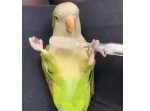 ゴシゴシ…！　歯ブラシを使って自分でマッサージをするインコ。