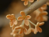 ​脳を元気にする脳活が話題に。キンモクセイは香りで食欲を抑える効果がある