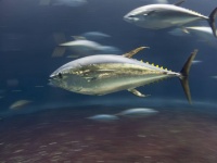 うれしいニュース。クロマグロが保全活動により予定より10年早く個体数を回復