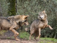 憧れのオオカミと一緒に散歩ができる！スペインの体験ツアー