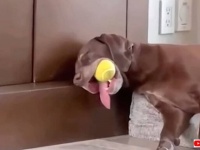 お手伝いをしたりお昼寝したり。愛犬たちのエブリディライフに密着してみた総集編