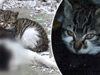 死んだ野良のオス猫に寄り添い離れようとしない子猫。このオス猫は子猫の父親代わりだった
