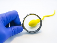 精子のDNAにはない父親の情報が子供に伝わるメカニズムが解明される（カナダ研究）