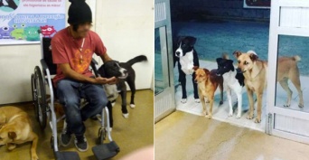 ホームレス男性の診察が終わるまで、入り口で心配そうに見守っていた4匹の犬たち（ブラジル）