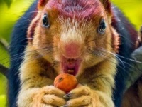 やはりこの存在感は半端ない！マルチカラーのインドオオリス兄貴が激写されていた