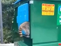 アライグマがゴミ箱を漁ってる！思わず声をかけた撮影者さんに起こったハプニングとは