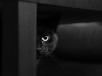 猫最強説。野生のコヨーテに奇襲を仕掛け追い払う黒猫