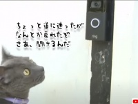 「ママ、ただいま！中に入れて！」4日間迷子になっていた愛猫、ドアベルのカメラに写ってただいまを言う