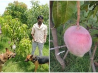 インドで「特別な苗木」を購入し育ててみたら、宮崎マンゴーだった件（インド）