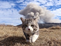 火山噴火をバックに歩く猫があまりにも勇ましかったのでコラ職人がんばる