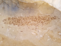 魚群リーチかな。5000万年前のすでに絶滅した魚の群れがそのまま化石の状態で発見される（米研究）